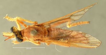 Media type: image;   Entomology 7583 Aspect: habitus dorsal view